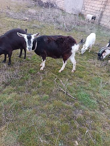 Keçilər, çəpişlər: Çəpiş keçi qoyun sürü və ya tək tək satram. Qiymet ferqlidirMəhsul — 21