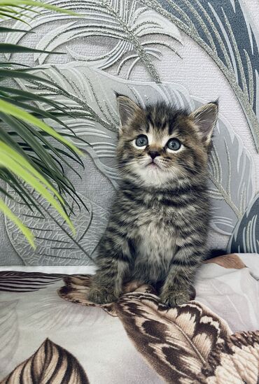 кошка домик: Скотиш Фолд (Шотландская вислоухая), 2 месяца, Мальчик, Приучена к лотку, Проглистована