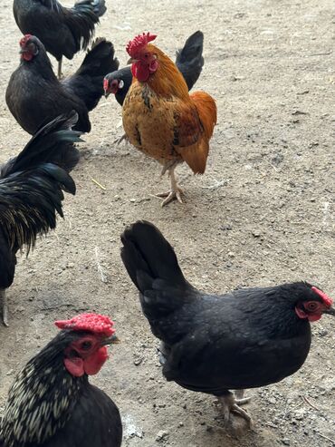 Куры, петухи: Продаю | Куры, Петух — 4