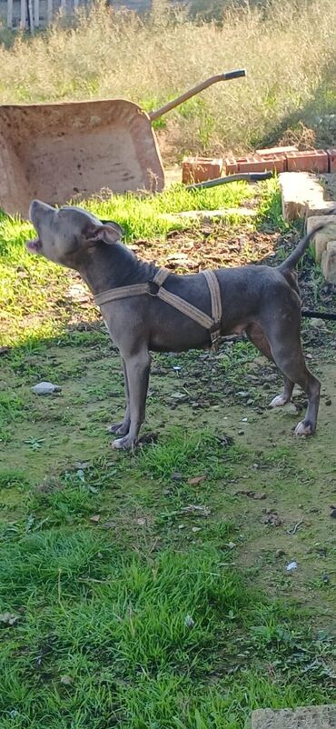 İtlər: Pitbul, 1 il, Dişi, Peyvəndli, Ödənişli çatdırılma