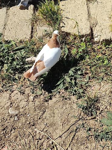 göyercin yuvası: Sari kekili kohe cins təmiz qandi erkeydi Təsvir: - Rəng: ağ gövdə — 4