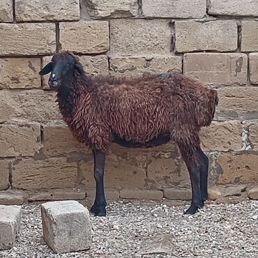 Коровы, быки: Qoyun 3 Aylıq boğaz di dişləridə hamsı ağzındadi 0992073181