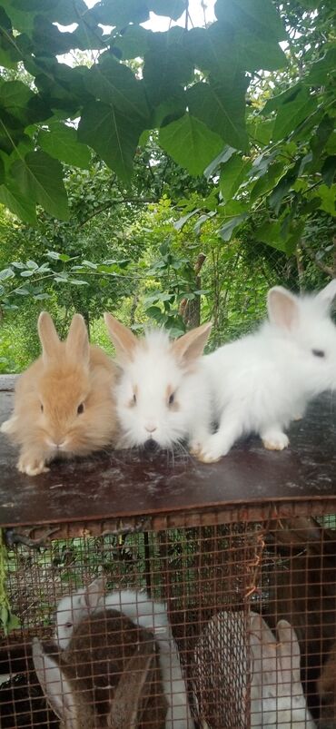 Akvariumlar: Karlik gözəlləri hazırdı satışa buyurun 15 azn hər cibinə beş manat