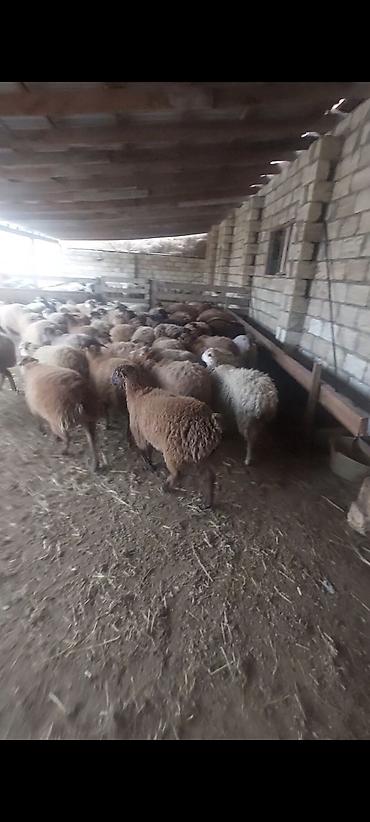qoyun sekilleri: Hər çəkidə qurbanlıq quzularmız çıxdı satşa isdeyenler önceden sfariş — 2