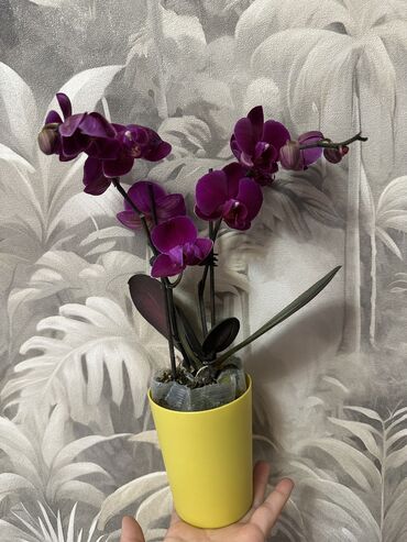 Горшки для растений: 💐Живые комнатные растения, придающие вашему дому особую уютную at lalafo.kg — 6 Горшки для растений: 💐Живые комнатные растения, придающие вашему дому особую уютную — 6