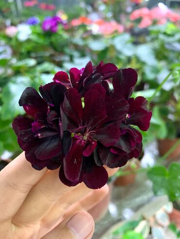 Другие комнатные растения: Пеларгония (плющелистная) — 11