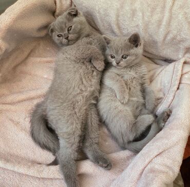 Pişiklər: Şotland yastı qulaq, Erkək, Dişi, Ödənişli çatdırılma, Ünvandan götürmə -da lalafo.az — 15 Pişiklər: Şotland yastı qulaq, Erkək, Dişi, Ödənişli çatdırılma, Ünvandan götürmə — 15