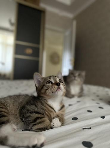кошка шотланская: Остался один мальчик🥰 возраст -3месяца, скотиш страйт. на фото малыш — 2