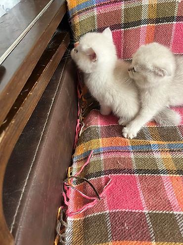 Кошки: Ağ tüklü balaca pişik balaları - Cinsinə bənzər: Scottish — 4