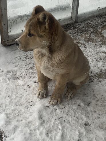 алабай купить щенка: Алабай, 5 месяцев, Самец, С прививкой