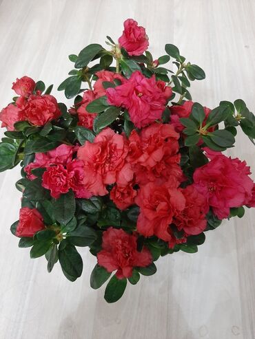 Бөлмө өсүмдүктөрү: Азалия, комнатные цветы, очень красивый, с упаковкой