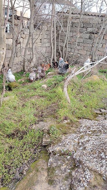 brama cuceler: Toyuq, Brama, Damazlıq, Ödənişli çatdırılma — 8