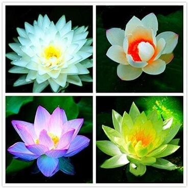 Ostale kućne biljke: Seme Lotosa Cena:700din/5 semenki Za kućni Lotus potrebna vam je