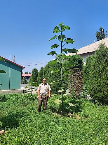 Другие декоративные деревья: Продается морозостойкие сорта саженцев павловнии, выращеннын из — 3