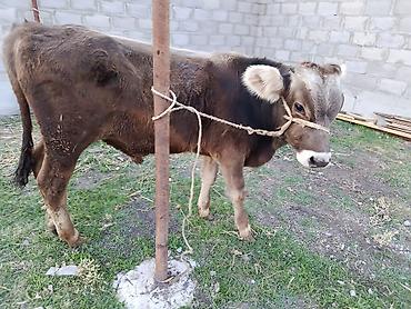 бык симентал: Продаю | Музоо, торпок | Полукровка | На откорм | Привязанные — 2