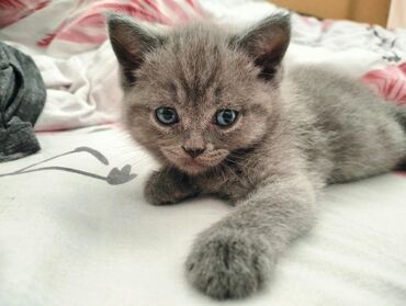 голая кошка сфинкс цена: 1 айлык, Ургаачы, Аргын