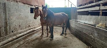 Лошади, кони: Продаю | Кобыла (самка) | Рабочий — 9