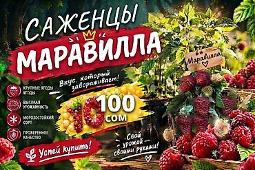 Мөмөсү: Премиум класстагы эң ири, таттуу жана жолго абдан чыдамдуу