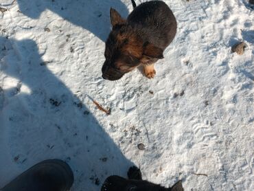 сколько стоит дворняжка: Немецкая овчарка, 1 месяц, Самец