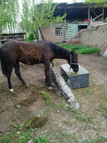 карачаевская лошадь: Продаю | Кобыла (самка) | Для разведения, Конный спорт