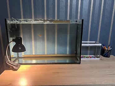 Akvariumlar: Böyük 80lt
Kiçik 6lt

Hər ikisi də satılır — 5