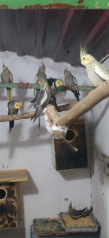 korella qus: Nimfa (Cockatiel) tutuquşuları – müxtəlif rənglərdə populyasiya - — 3