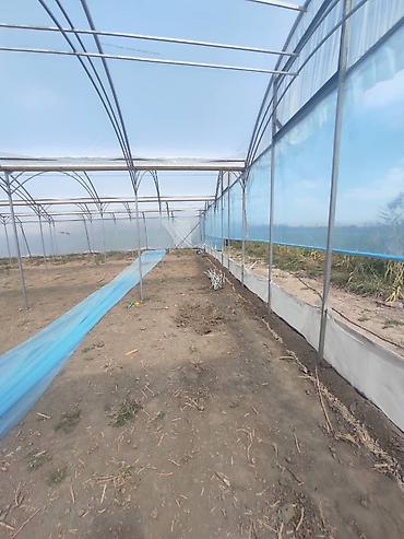 Теплицы: Тепличный комплекс каркасно-пленочного типа - Пролетная теплица с — 1