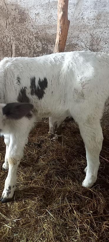 Коровы, быки: Продаю | Музоо, торпок | Полукровка | На откорм — 3