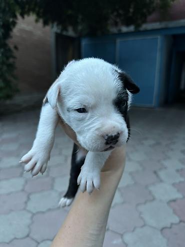 бекер уй: 🐶 Продаются щенки породы питбуль 🐶 Предлагаются к продаже красивые — 4