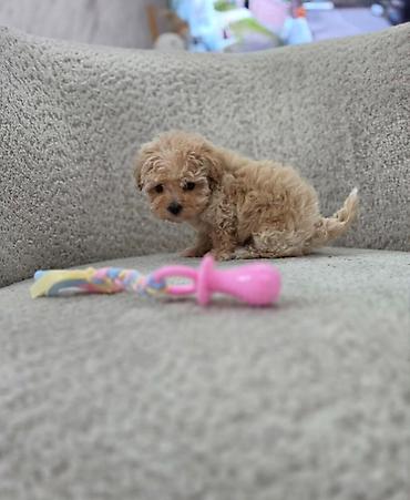 jazavicari vrste: Maltipoo nove bebe Registrovana odgajivacnica Hopy queen pudle — 4