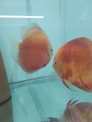 Akvariumlar: Discus diskus hazir cut, maksimal olcu,qiymet 1 ededi ne aiddir, Red