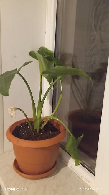 ev güləri: Monstera (Monstera deliciosa) otaq bitkisi - Növ: Dekorativ tropik — 1