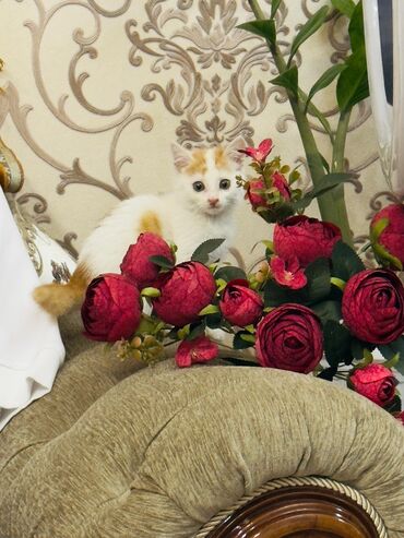 купить домик для кошки недорого: Белый котенок с рыжими пятнами на голове и спине. У него милые розовые
