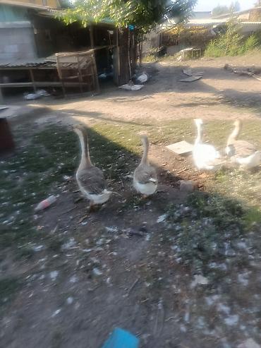Гуси домашние, разновозрастное поголовье. Стадо смешанных окрасов