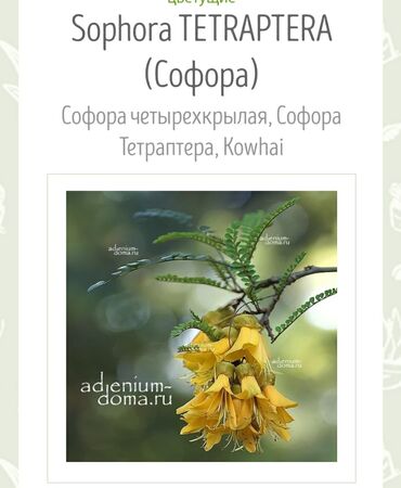 Boçkalar və çəlləklər: Sofora