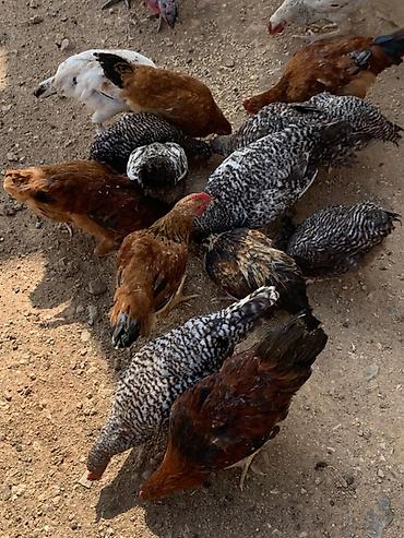 hinduşka balaları: Qarışıq ev quşları satılır - Hind toyuqları (hinduşka və paltarlı — 3
