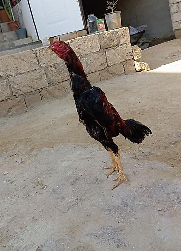 rottweiler satilir: Salam. Güclü cinsi heyvan satiram. Meydanliqdir. Ətraflı məlumat üçün — 3