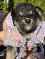 Psi: POKLANJAM štence mesanci haskija i ptičara,očišćeni od — 18