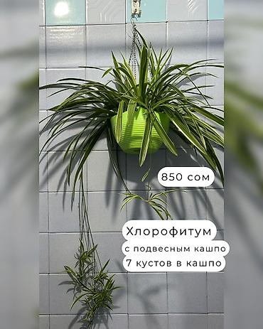 Декоративдик гүлдөр: 🌿Папоротник Асплениум Парвати - неприхотливый папоротник с упругими — 5