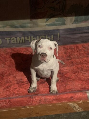 Продажа собак: Питбуль, 3 месяца, Самец