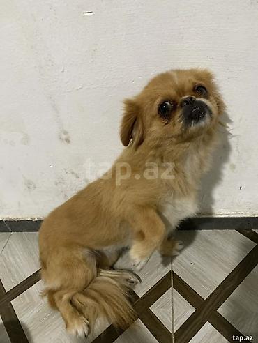tap.az heyvanlar itler: Pekines, 1 il, Dişi, Cütləşmə üçün — 3
