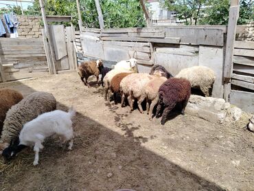 qurbanlıq quzular: Quzu, Erkək, Qala, ay: 1, 32 kq, Damazlıq, Ətlik, Ünvandan götürmə