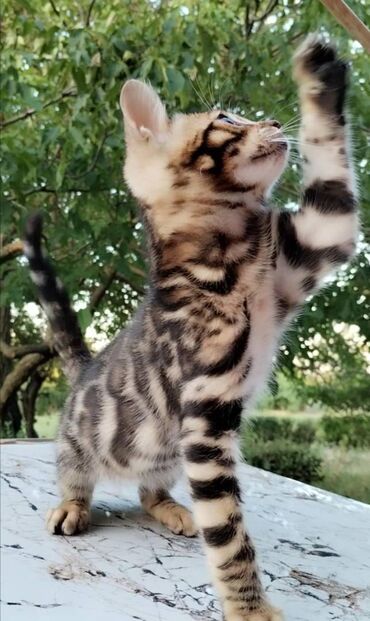 Mačke: Registrovana odgajivacnica MMaestro_bengal vam predstavlja dva — 8