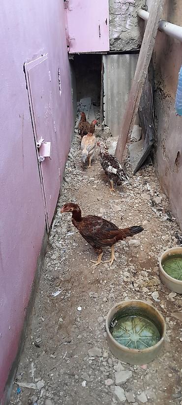 Toyuq, Damazlıq, Ünvandan götürmə
