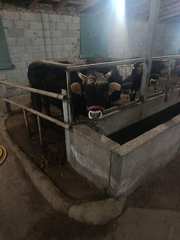 Коровы, быки: Продаю | Бык (самец) | На откорм | Привязанные — 2