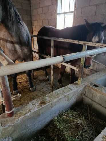 товары для животных: Продаю | Кобыла (самка) | На забой | Мерин