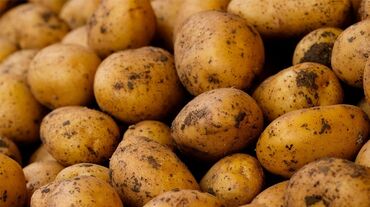 Овощи: Картошка Джелли, Оптом