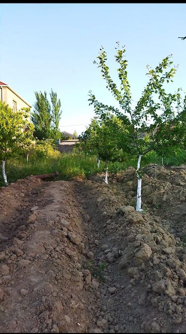 torpaq masazır: 7 sot, Tikinti, Mülkiyyətçi, Kupça (Çıxarış)