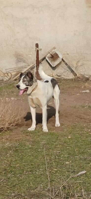 İtlər: Qurdbasar, 2 il, Erkek, Peyvəndli, Rayonlara çatdırılma — 13