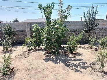 mingecevirde ev: Maştağada Albalı bağlarında 5 sotun içində 4 otaqlı kupçalı bağ evi — 7